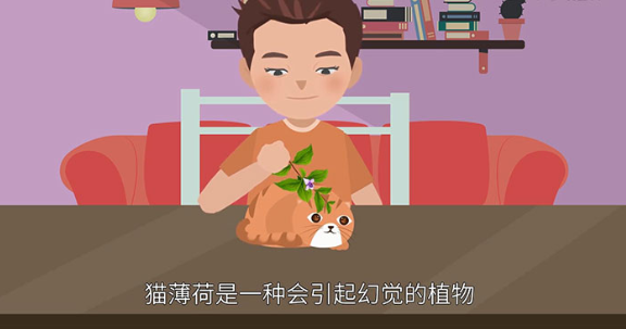 猫薄荷是什么东西  猫薄荷对猫有什么作用