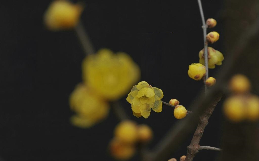 谷雨节气适合种植什么蔬菜 谷雨节气吃什么食物养生