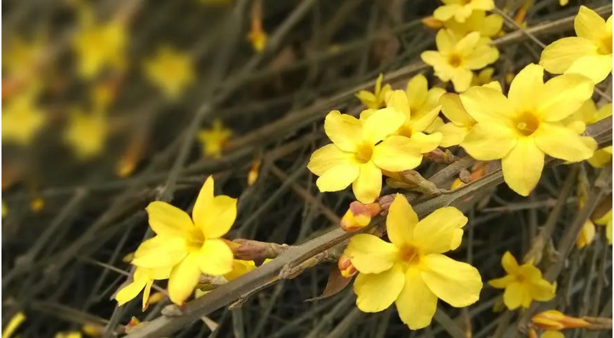 春天开的花都有什么花 春天最具代表性的花