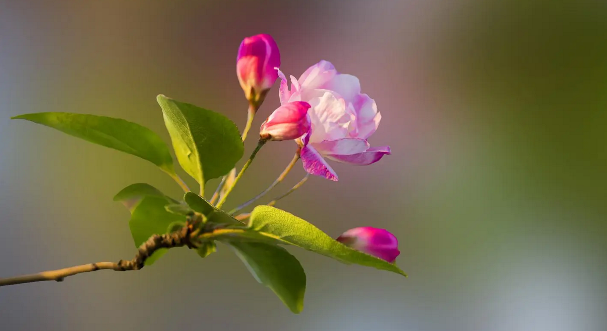 春天开的花都有什么花 春天最具代表性的花