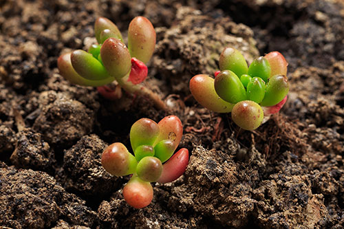 多肉植物的养殖方法 养多肉植物的窍门