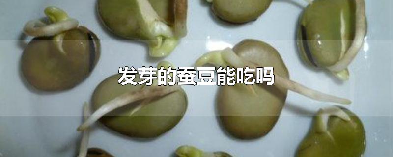 发芽的蚕豆能吃吗 发芽的蚕豆有毒吗