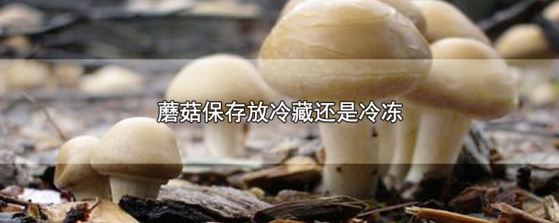 蘑菇保存放冷藏还是冷冻