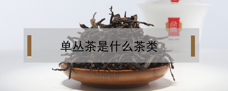 单丛茶是什么茶类